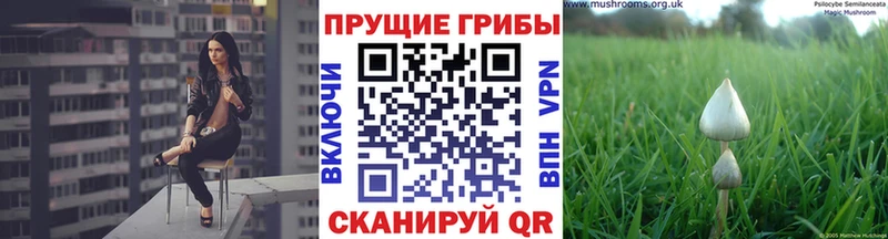 купить наркоту  Дубовка  shop клад  Псилоцибиновые грибы GOLDEN TEACHER 